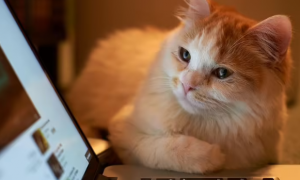 为什么猫咪会要电脑和手机玩