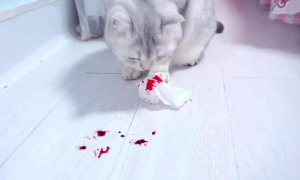 猫咪死为什么会吐血