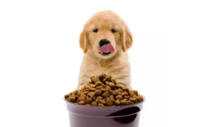 如何挑选幼犬和小狗粮和狗粮