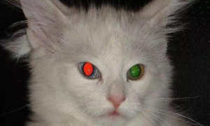猫咪眼睛为什么夜间发红光怎么回事