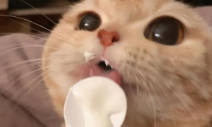 猫可以喝人喝的哪种酸奶