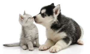 猫和狗的嗅觉哪个更灵敏
