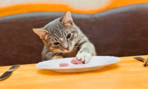 为什么猫咪吃饭总是吃不完