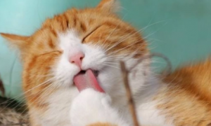 猫喜欢舔布是什么原因