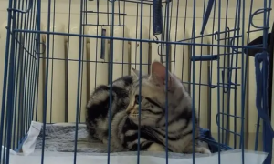 猫咪为什么要扒笼子里面呢