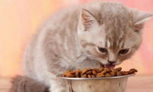 三个月小猫能吃鹌鹑吗