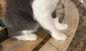 猫咪的脚为什么会弯着