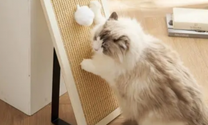 猫为什么会抓猫抓板