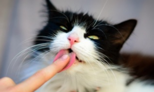猫咪为什么不给我舔手指头