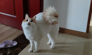 猫咪为什么抱着尾巴走呢