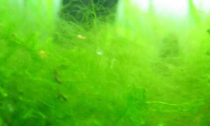 鱼缸绿藻水混怎么处理