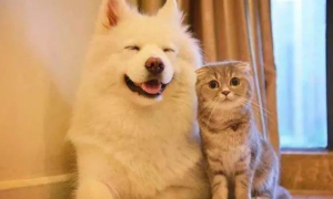 猫和狗的结合体