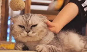 猫咪为什么讨厌碰耳朵睡觉呢