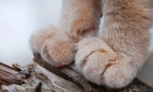 猫咪的爪子为什么臭臭的
