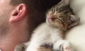 为什么猫咪挨着主人脸睡觉
