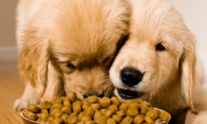 狗粮如何过度消化养胃呢