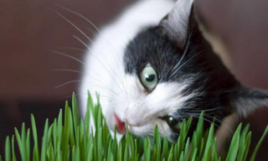 猫草可以水种吗