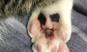 猫咪趾间炎初期图片