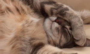 为什么猫咪睡觉有口水声音呢