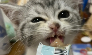 怀孕的猫咪可以吃猫条吗