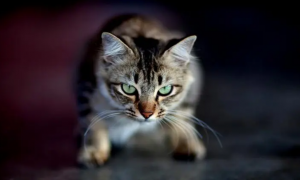 猫咪眼神聚焦是为什么原因