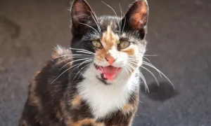 猫咪为什么吼叫不停