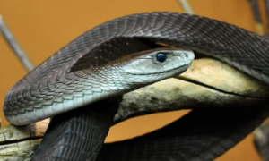 世界上最吓人的一条蛇
