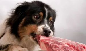 狗狗吃肉拉稀能自愈吗