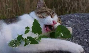 猫咪为什么爱吃丁香叶呢