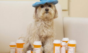 狗感冒吃什么药,狗狗的感冒药贵吗