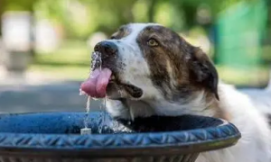 狗狗为什么喝雨水呢