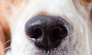 为什么狗狗鼻子不能碰水呢