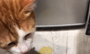 猫咪因为什么吐黄水呢