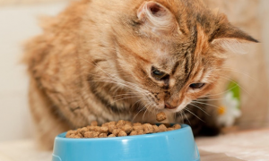 猫咪最近不爱吃猫粮怎么回事