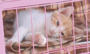 猫咪为什么喜欢躺笼子里睡觉