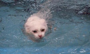 为什么猫咪不敢游泳呢