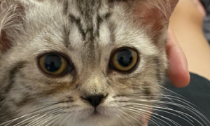 为什么猫咪眼睛老流泪怎么回事