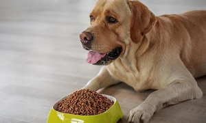 如何选合适的狗粮给狗狗吃呢