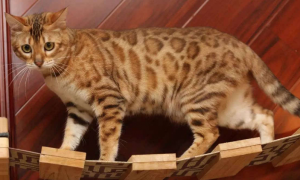 孟加拉豹纹猫多少钱一只