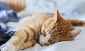 为什么猫咪会趴后背睡觉