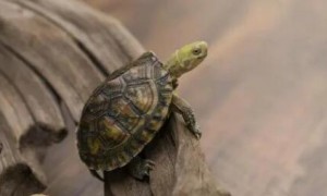 国家禁止养的乌龟有哪些