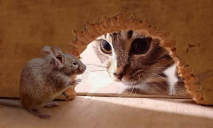宠物猫吃老鼠对身体有害吗?