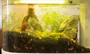 净化鱼缸水质的植物