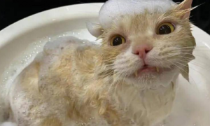 猫咪喜欢洗澡是怎么回事