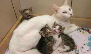猫妈怀了猫儿子的孩子怎么办