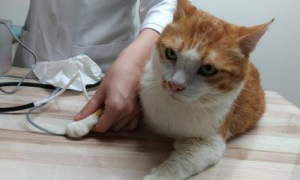猫咪为什么会得肾病呢