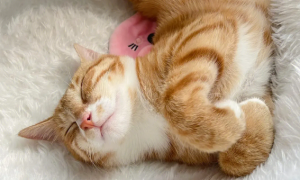 猫咪很爱睡嘛为什么呢