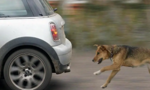 狗狗为什么喜欢追车子跑呢
