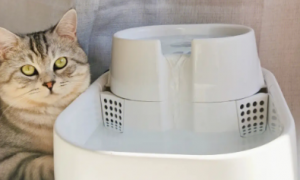 猫咪饮水机恒温好吗