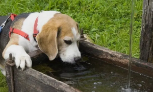 母狗狗突然大量喝水排尿